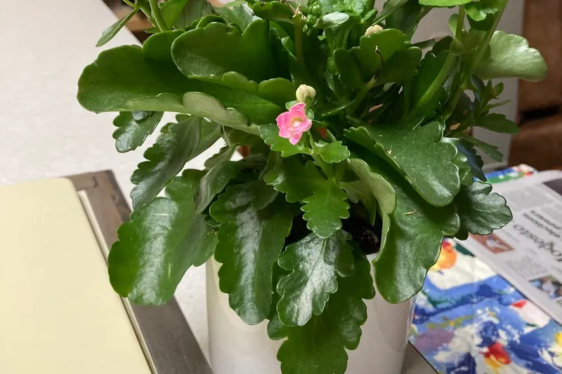 Bethel Retirement Community photo 10