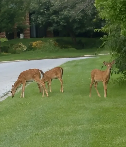 Brookdale Lisle photo 9