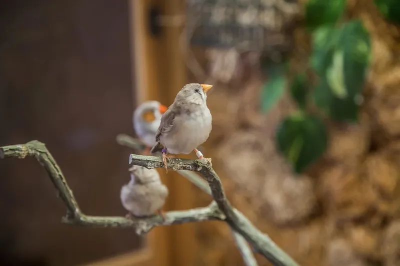 Brookstone Estates of Mattoon South photo 10