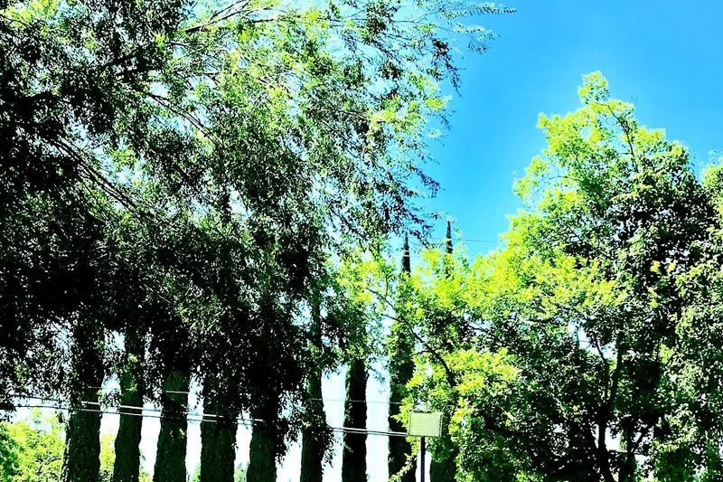 Carlton Orangevale photo 9