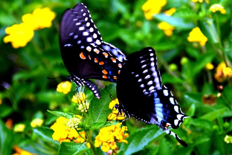 Dogwood Trails Assisted Living & Memory Care photo 3