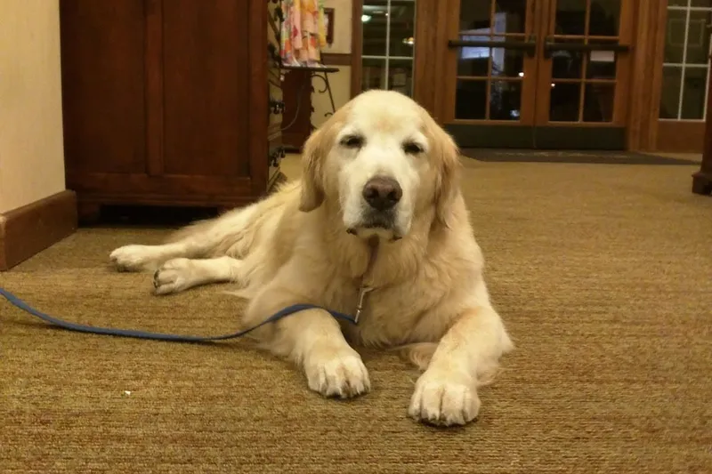 Ivy Park at San Marino photo 8