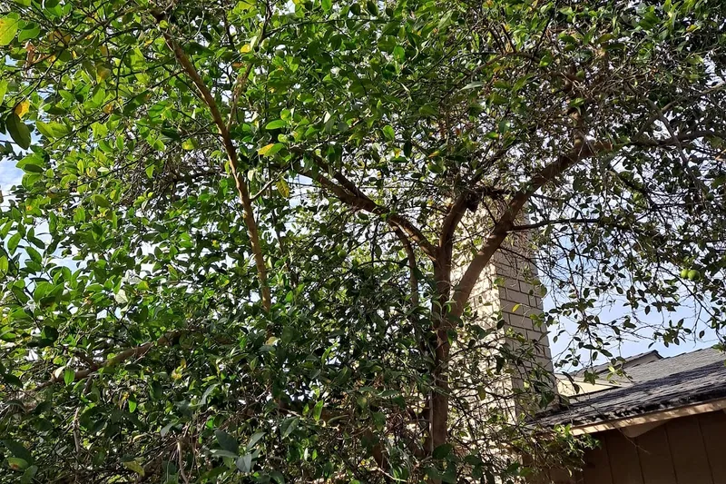 Ivy Terrace at Santa Ana photo 9