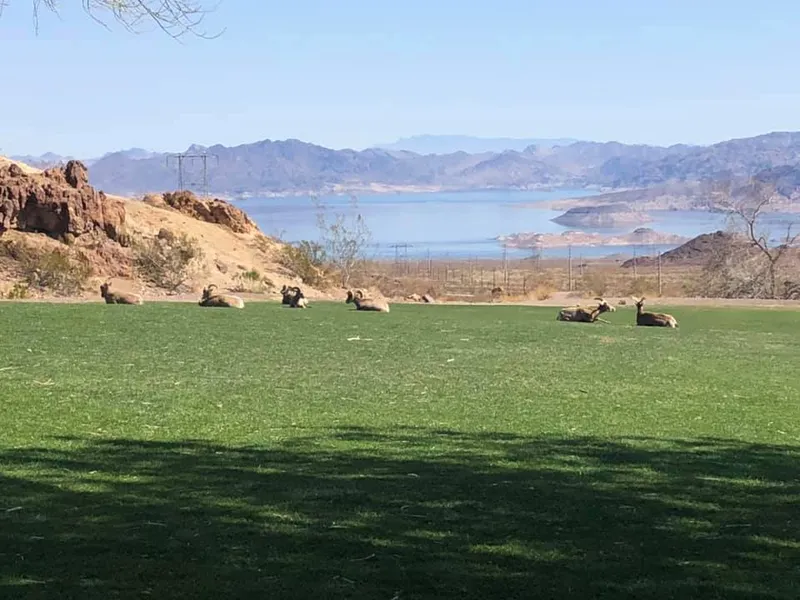 Lakeview Terrace of Boulder City photo 9