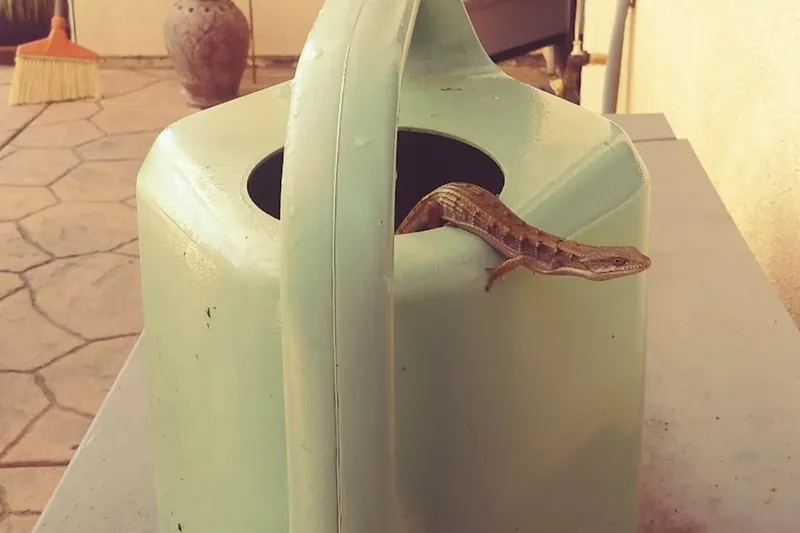 Poway Gardens Senior Living photo 10