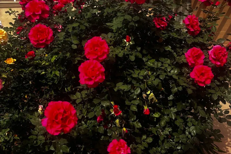 Silverado Sierra Vista Memory Care Community photo 8