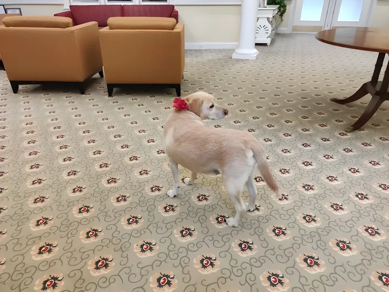 The Arbors of Bedford photo 7