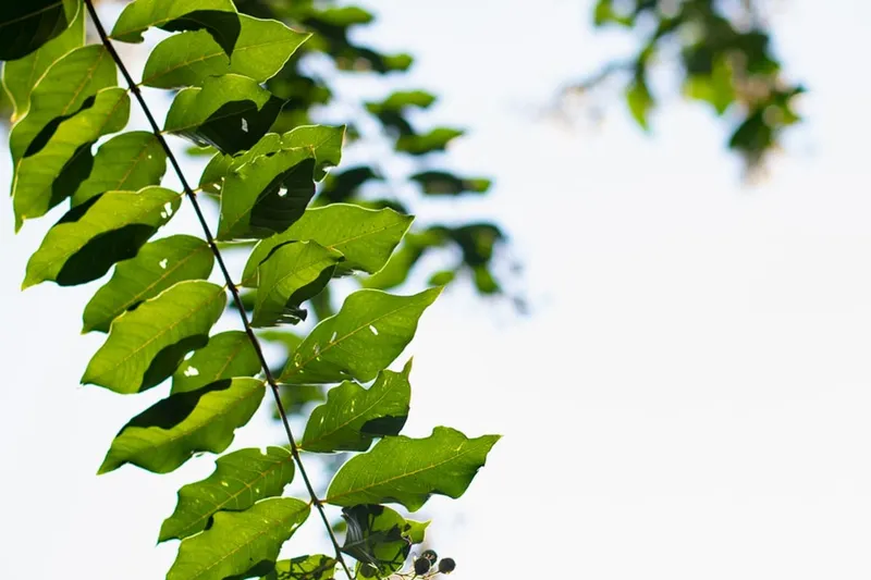 The Residence at Whitehall photo 10