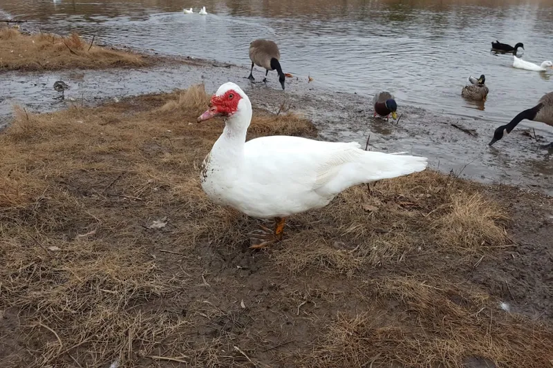 Town Village Tulsa photo 8